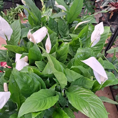 Spathiphyllum Wallisii &quot;Chopin&quot; 14cm Peace Lily
