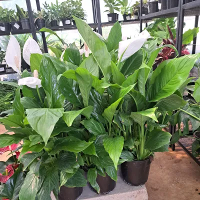 Spathiphyllum Wallisii Chopin "Peace Lily" 14cmPot