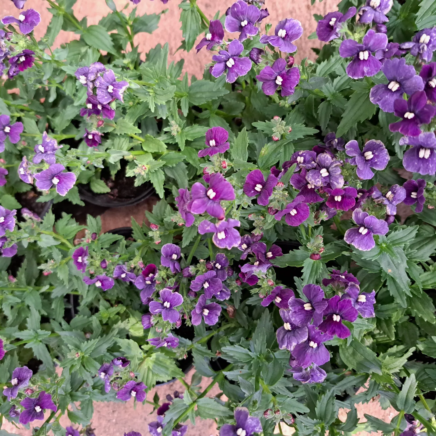 Nemesia 15cm
