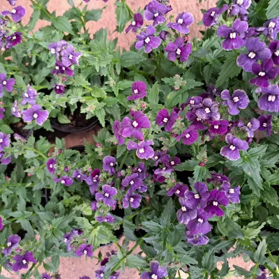 Nemesia 15cm