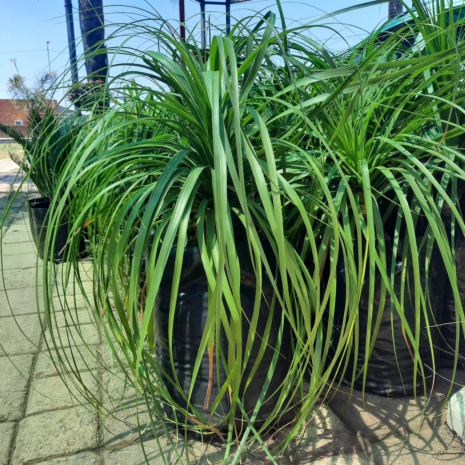 Ponytail Palms 20 Liters