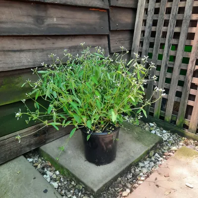 Euphorbia &quot;Diwali&quot; Shower 15cm