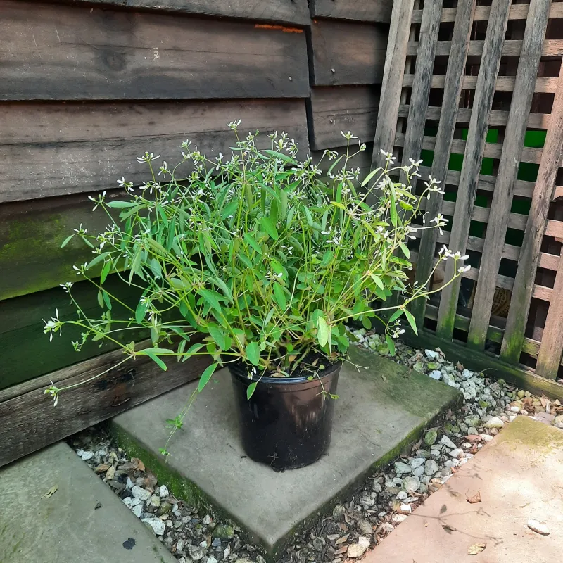 Euphorbia &quot;Diwali&quot; Shower 15cm