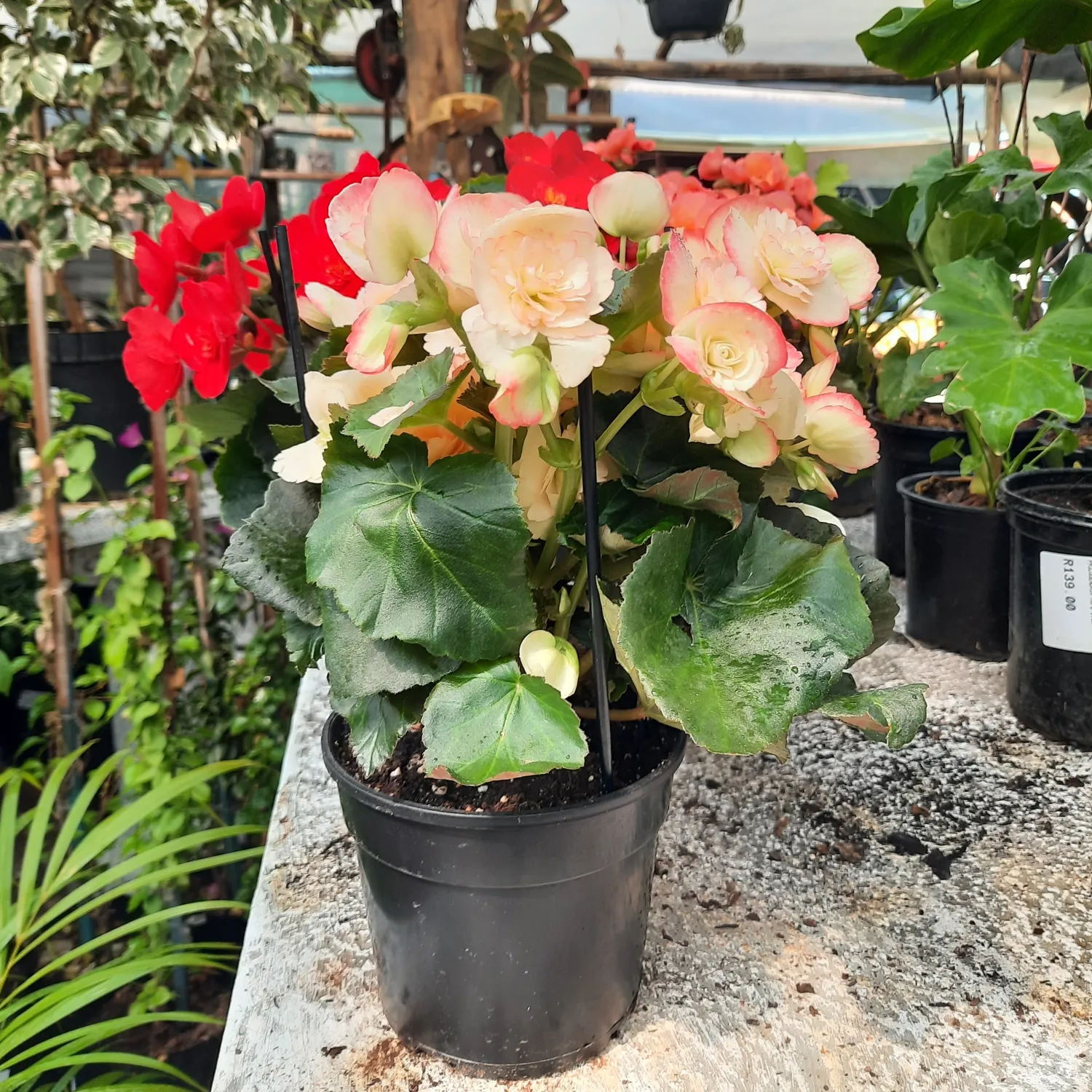 Begonia Elatior Mixed Colours 14cm