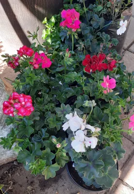 Pelargonium Peltatum "Ivy Geranium" Mixed Colours 15cmPot