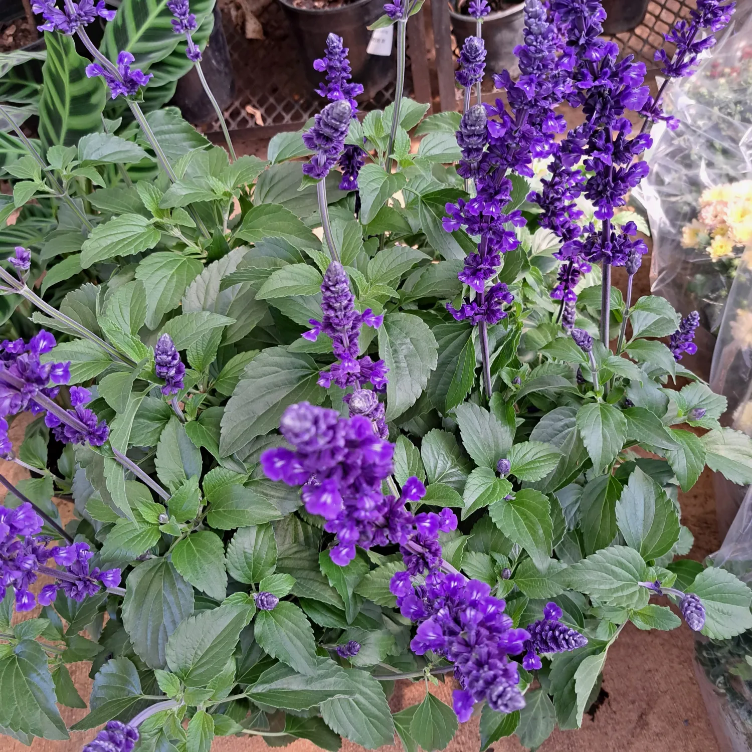 Salvia &quot;Mystic Spires&quot; 19cm