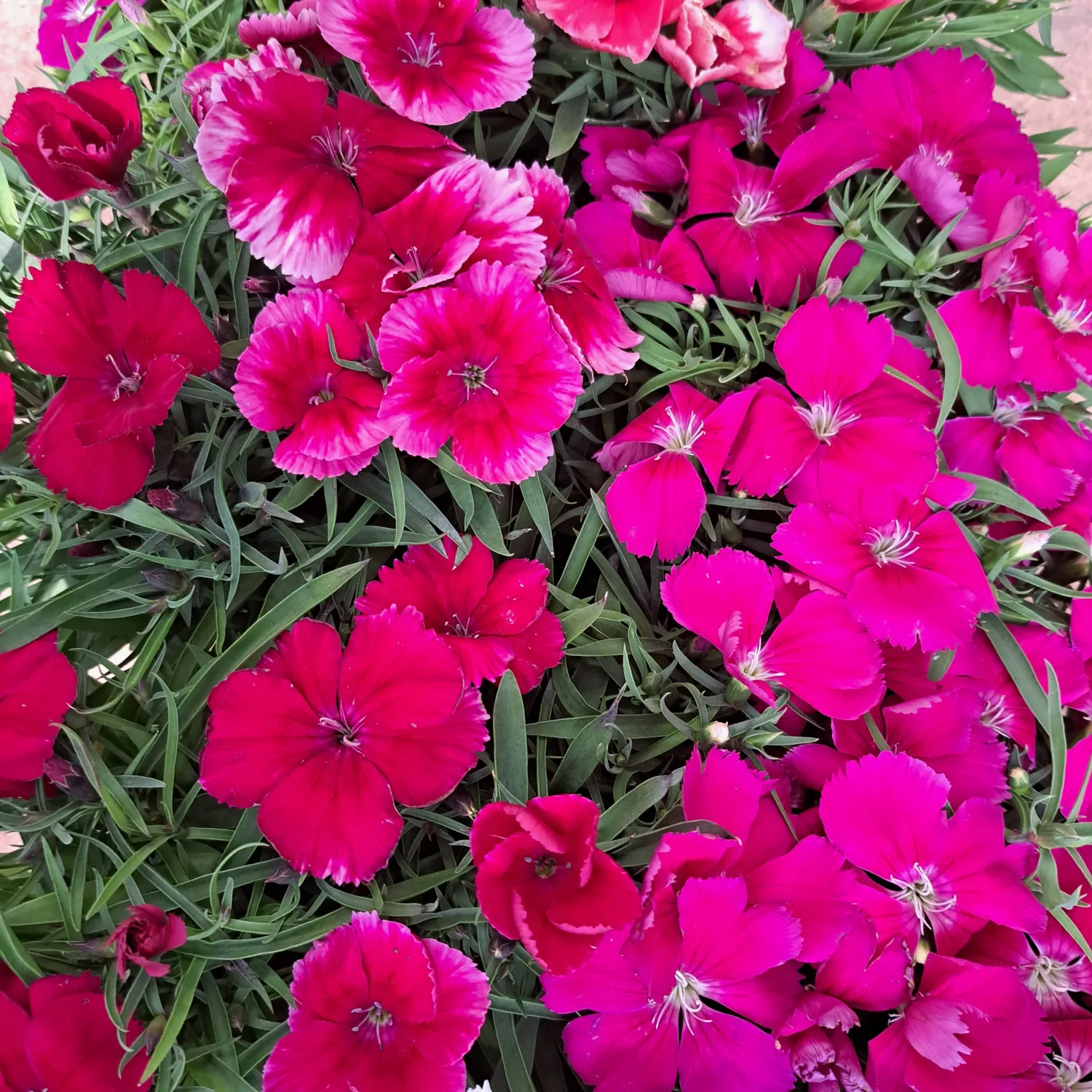 Dianthus &quot;Coronet&quot; 15cm Pot