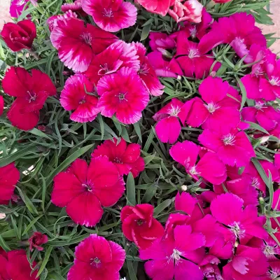 Dianthus &quot;Coronet&quot; 15cm Pot