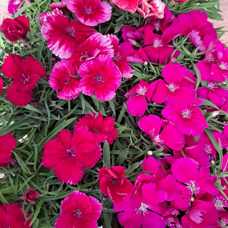Dianthus &quot;Coronet&quot; 15cm Pot