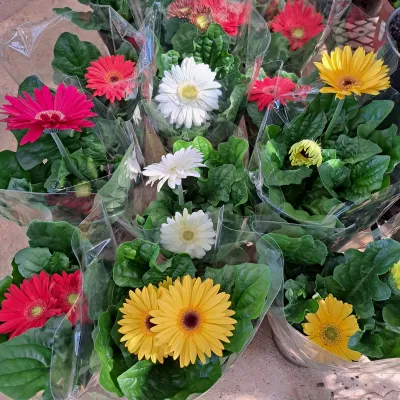 Gerbera Jamesonii x Hybrid "Transvaal Daisy" 14cmPot