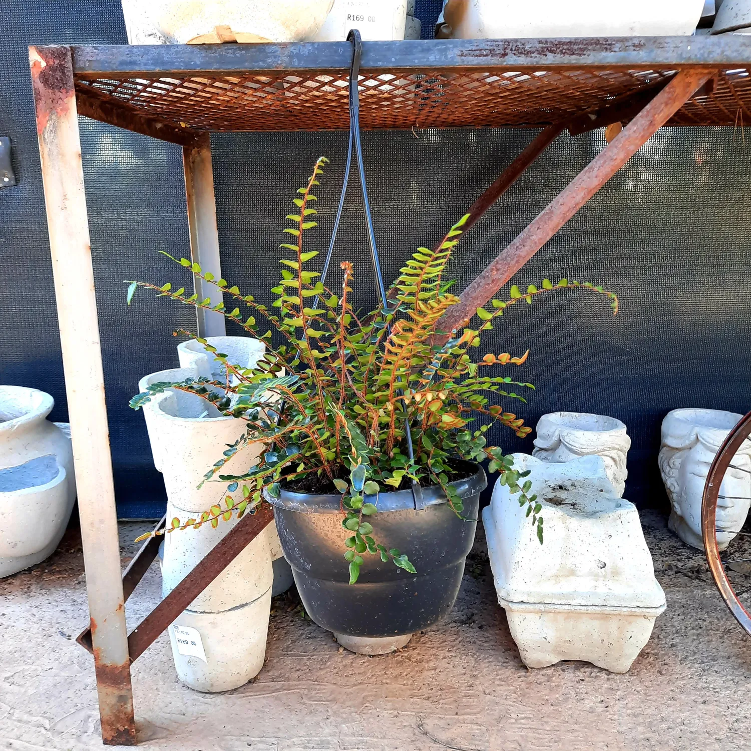 Pellaea Rotundifolia 20cm Hanging Basket