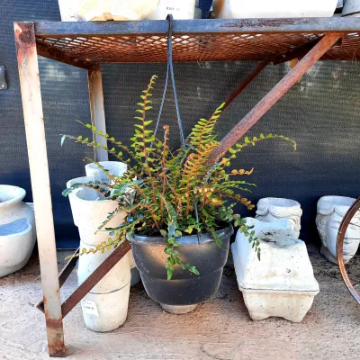 Pellaea Rotundifolia 20cm Hanging Basket
