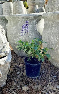 Salvia Farinacea "Blue Sage" 15cmPot