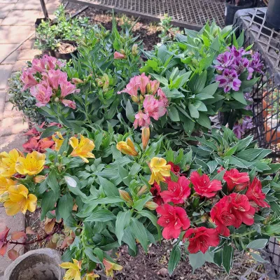 Alstroemeria "Princess Lily" (Inca Lily) Mixed 19cm Pot