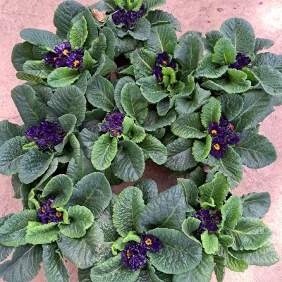 Primula Acaulis "Primrose" 12cmPot