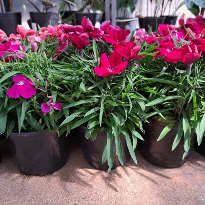 Dianthus Coronet "Carnation" 15cm Pot