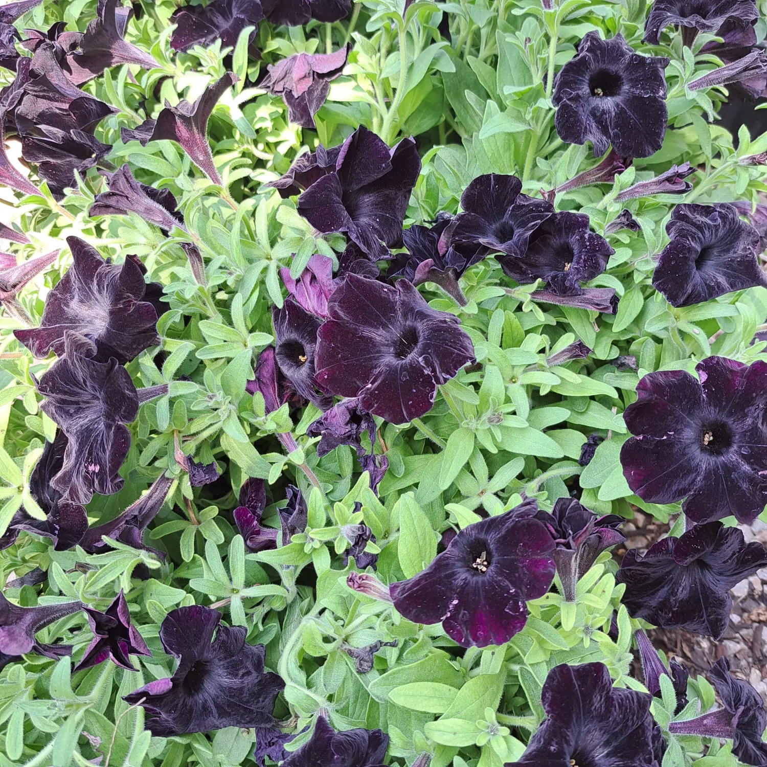 Petunia &quot;Black Ray&quot; 15cm Pot