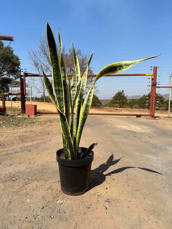 Sansevieria Trifasciata Laurentii "Green and Yellow Snake Plant"  30cmPot