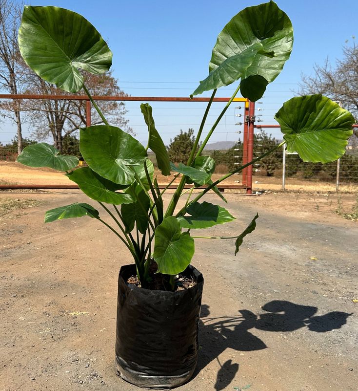 Alocasia Macrorrhiza "Elephant Ear" 20 Liters