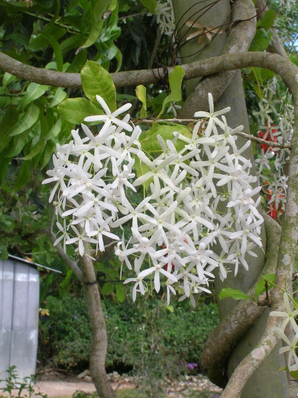 Petrea volubilis - White 10 Liter