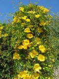 Gelsemium Sempervirens - Yellow Jasmine  10 Liter