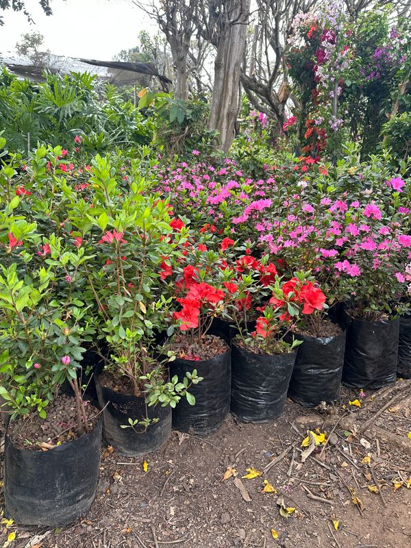 Azalea Mixed Colours 10 liter