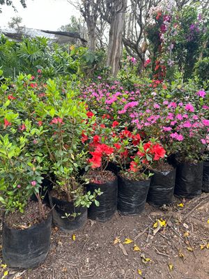Azalea "Mixed Colours" 5Liter