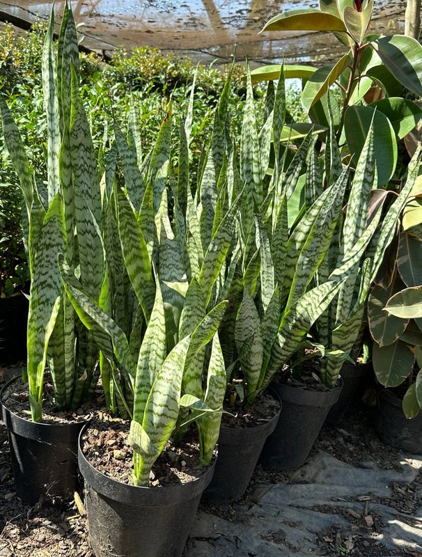 Sansevieria Trifasciata 