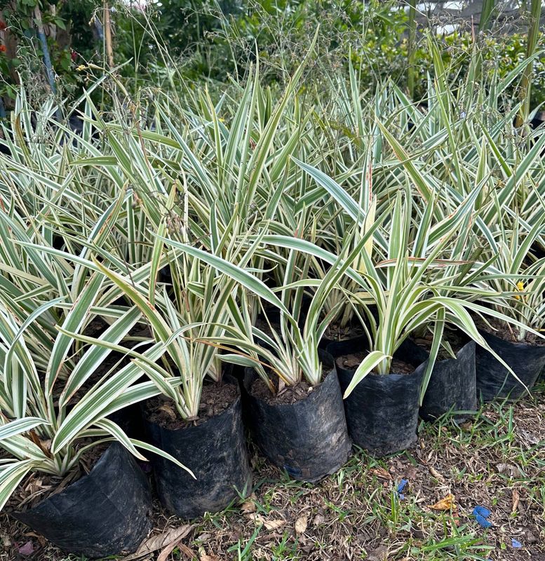 Dianella Tasmanica "Variegated Flax Lily" 2.5Liter