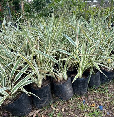 Dianella Tasmanica "Variegated Flax Lily" 2.5Liter