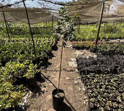 Murraya Exotica "Orange Jasmine" Standard 10Liter
