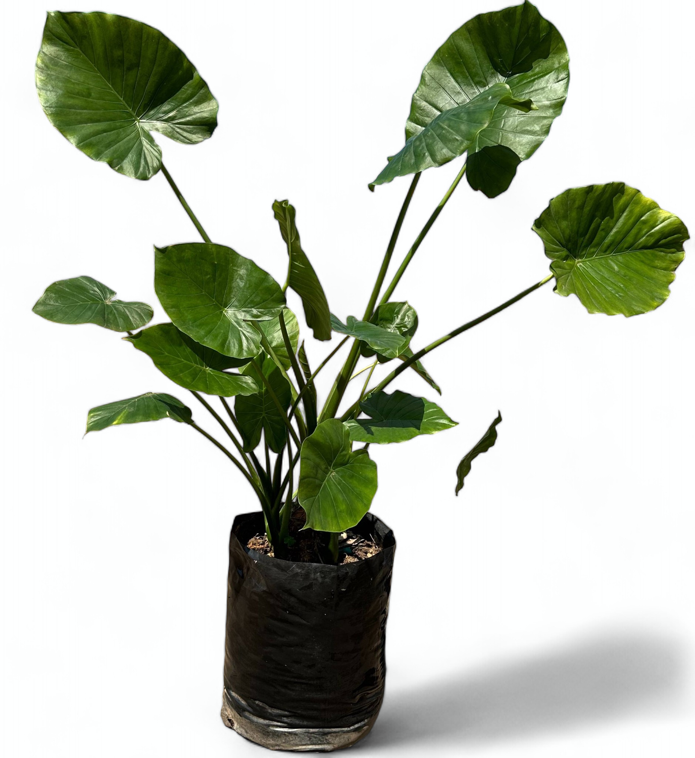 Alocasia Macrorrhiza Large (Elephant Ear) 20 Liters