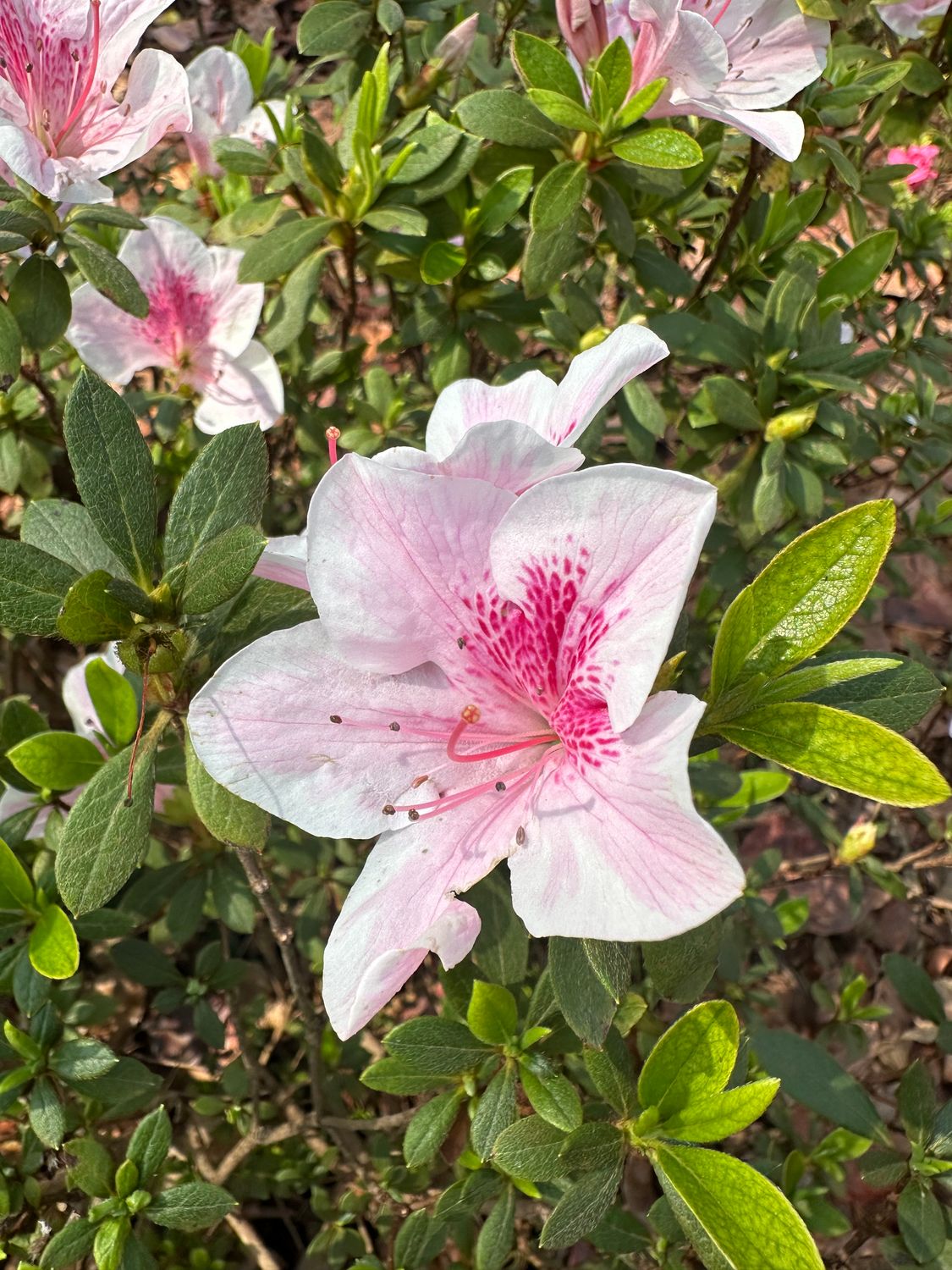 Azalea 