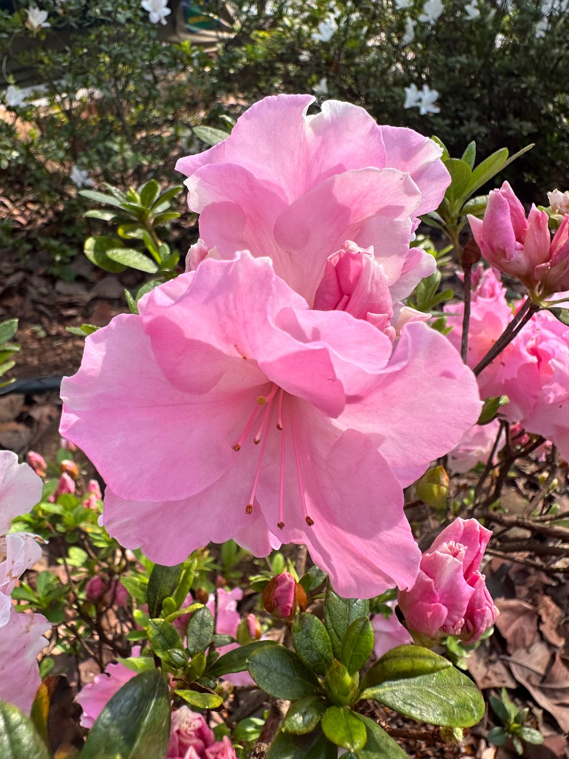 Azalea 