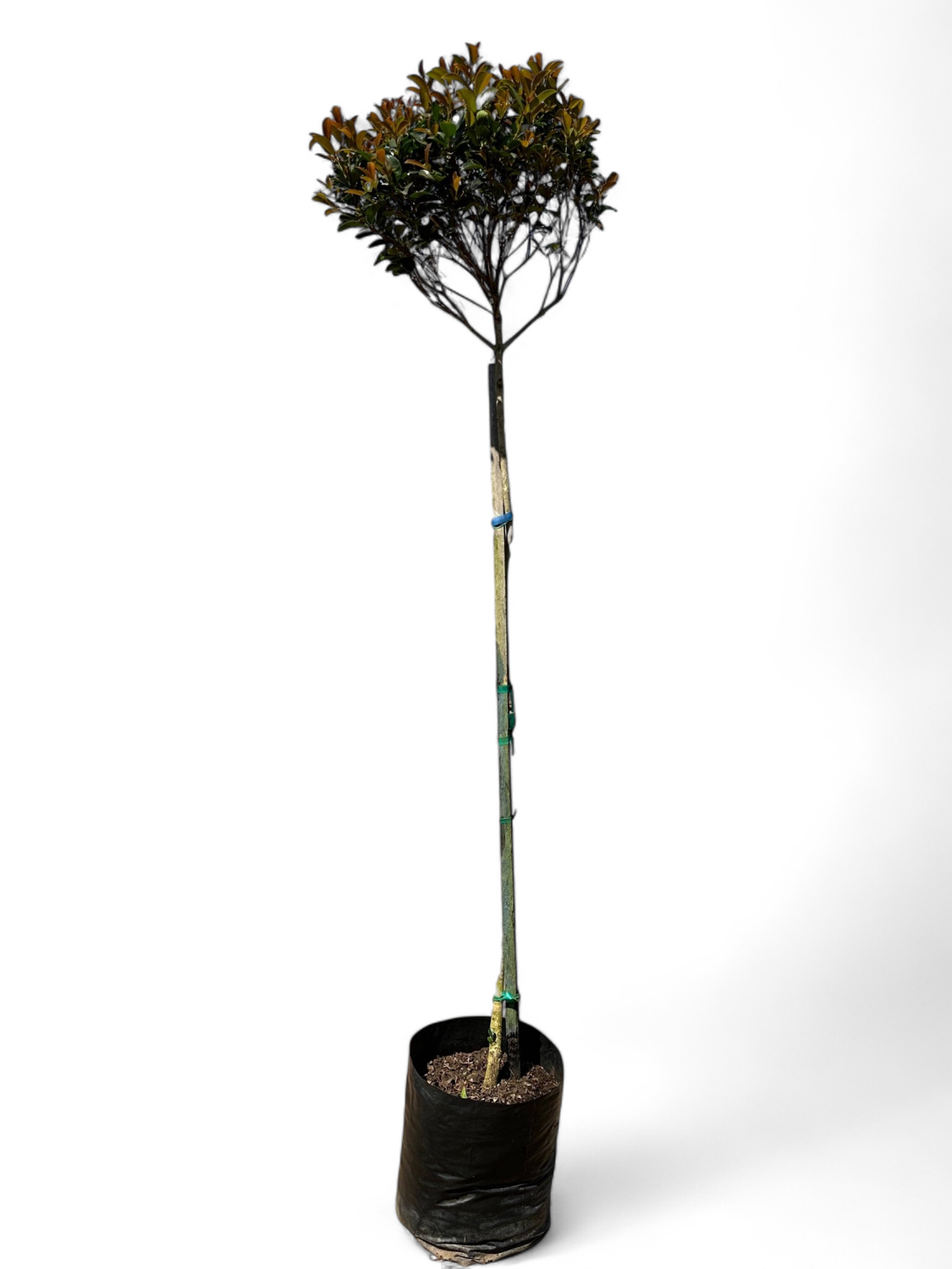 Syzigium Paniculatum Tall Standard &quot;120cm Stem&quot; 10 Liter