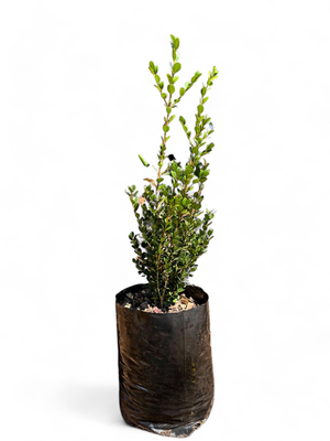 Buxus Faulkner 10L