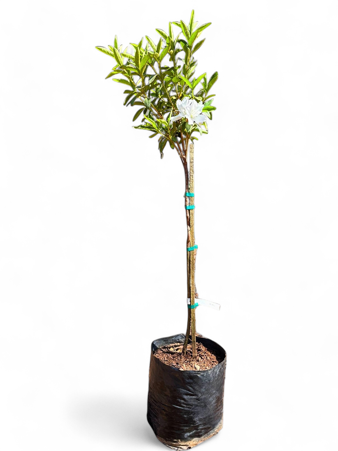 Azalea Grandiflora Standard Alba 12  liter