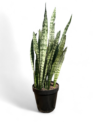 Sansevieria Trifasciata - Grey and Green 30cm Pot