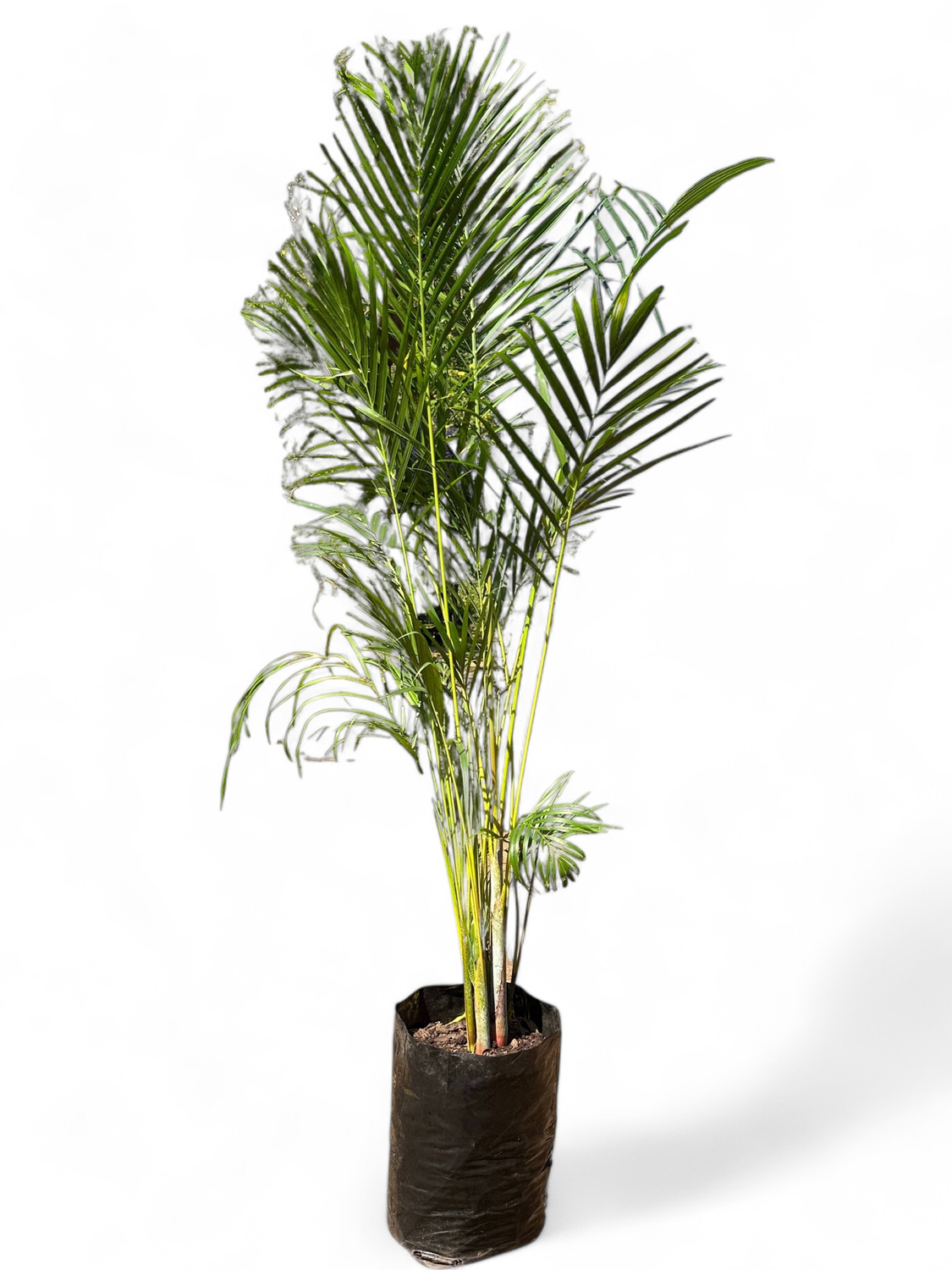 Bamboo Palm 40L