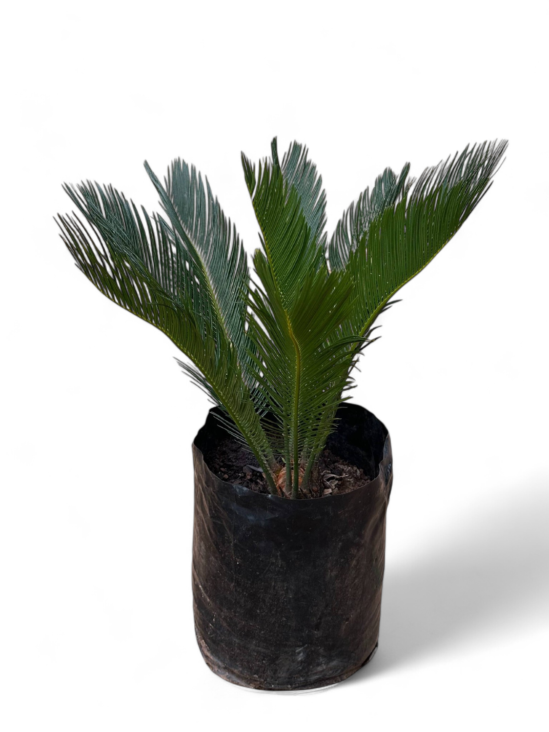 Cycas Revoluta 20 Liter