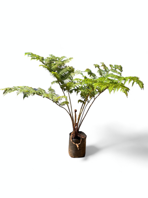 Cyathea brownii Tree fern 20 Liter