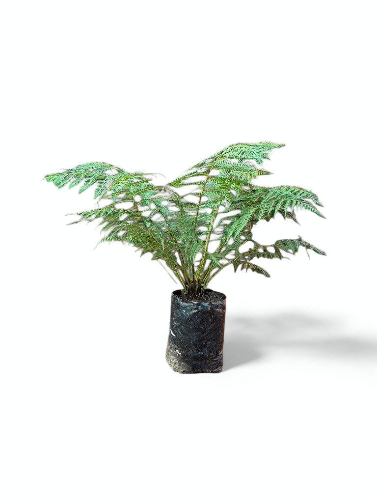Dicksonia Antartica 20 liters