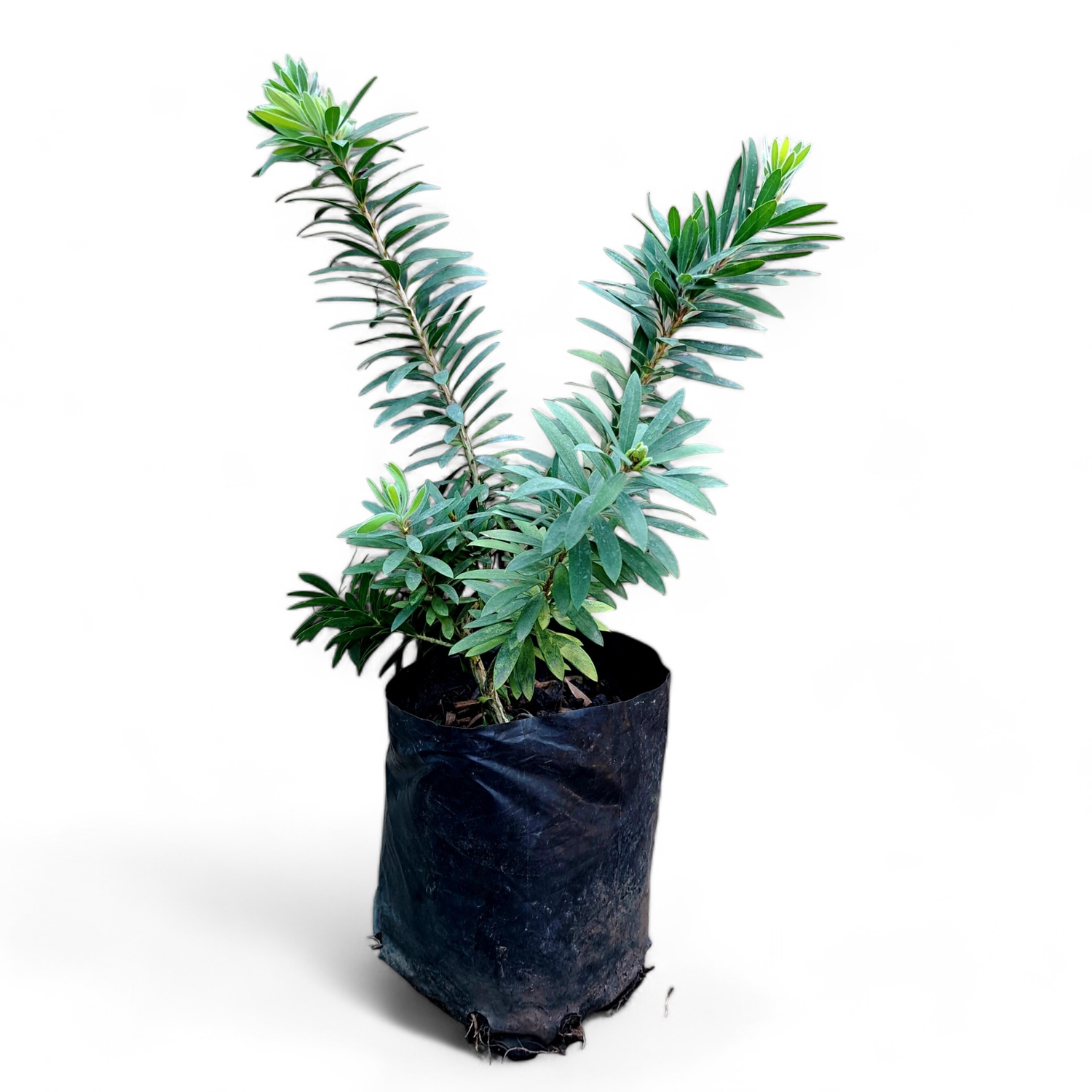 Callistemon Little John (Bottlebrush) 2.5L