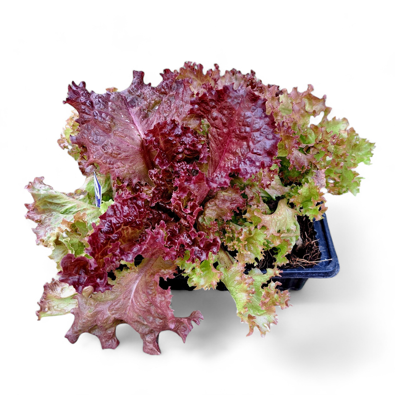 Lettuce Green Frilly Vera 6 Pack Veg Seedlings
