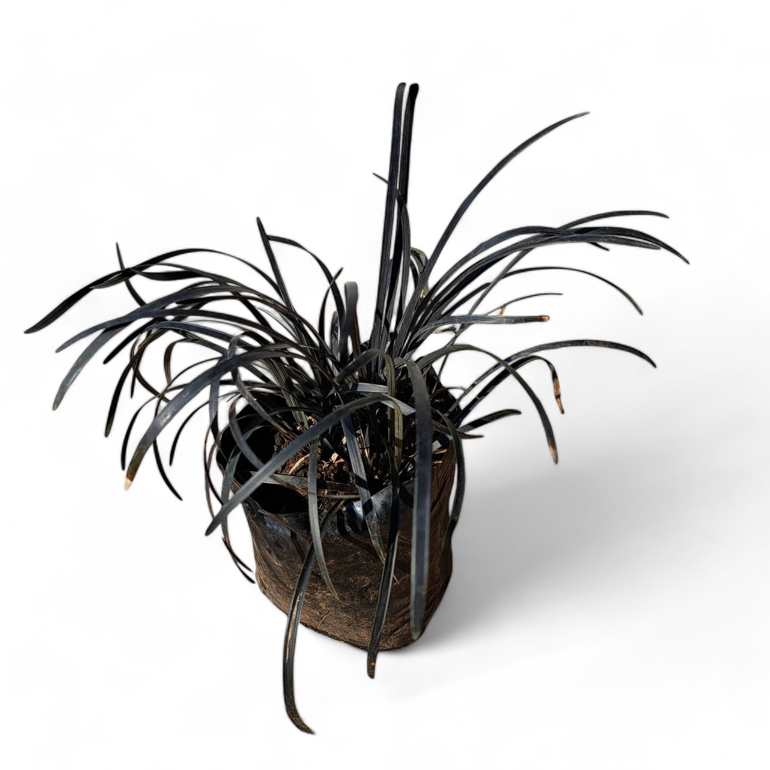 Ophiopogon Nigrescens Black Dragon 1L