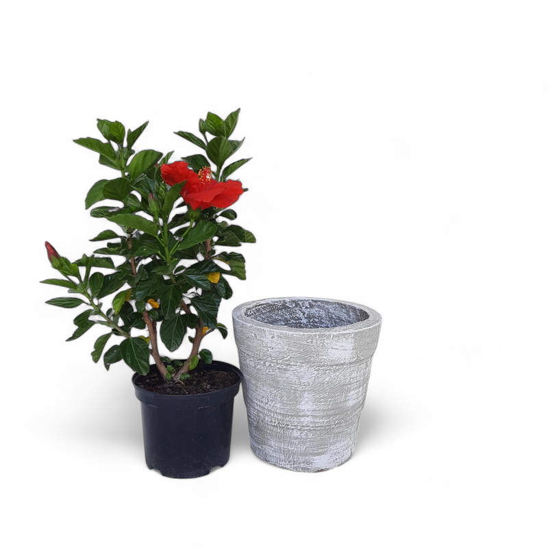 Violet Pot Medium Whitewash Finish - H250mm - 6kg