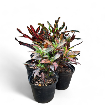 Codiaeum Croton Various 25cm Pot