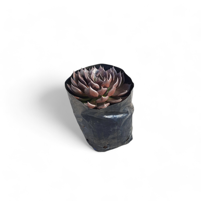 Echeveria &quot;Black Prince&quot;  2.5 liter