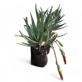 Aloe Globulegemma 20L