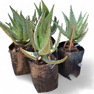 Aloe Marlothii 20L